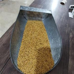 روغن کنجد اعلا پخش عمده بدون واسطه 10 لیتری از کنجد فوق العاده افغان