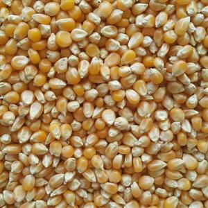 ذرت (20 کیلو)