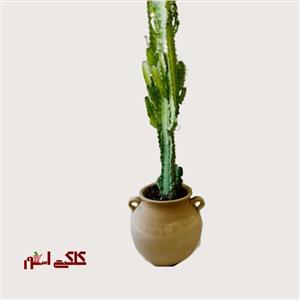 افوربیا تریگونا قرمز چند شاخه با ارتفاع 65 سانتی متر