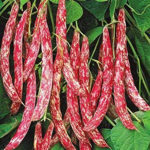 بذر لوبیا چیتی سپهر اندج پربار بسته 10 عددی