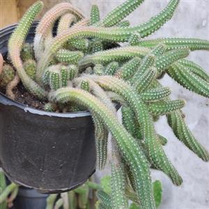 کاکتوس ماری سایز متوسط