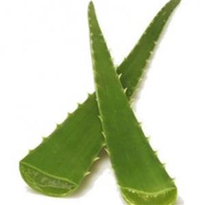 برگ گیاه آلوورا یک برگ