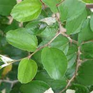 برگ سدر  پیوندی (پودر نشده) بسته 1 کیلویی
