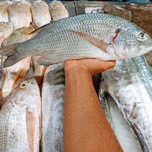 فیله ماهی صبیتی یا جهرو تازه و صید روز بندرعباس (2کیلوگرم)