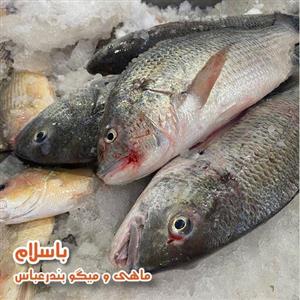 فیله ماهی صبیتی یا جهرو تازه و صید روز بندرعباس (2کیلوگرم)