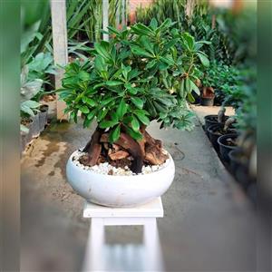 بنسای میخک هندی (پیتسپروم)