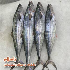 استیک ماهی شیر اصل سایز متوسط تازه و صید روز  بندرعباس ( 1 کیلو گرم )