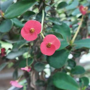گیاه مرجان سایز بزرگ(فرفیون زینتی،crown_of_thorns)