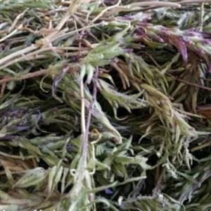 کاکوتی خشک شده