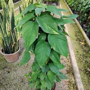 گیاه پتوس حصیری (ارسال با باربری و پس کرایه)
