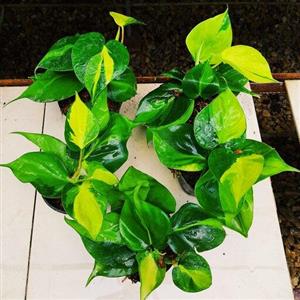 اسکاندیس ابلق