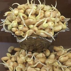 جوانه سویا (خشک شده و یا بصورت پودر) 200گرمی