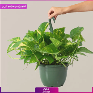 گلدان پتوس