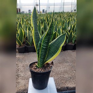 سانسوریا ابلق کرواتی با کیفیت با ارتفاع 40 سانتی متر