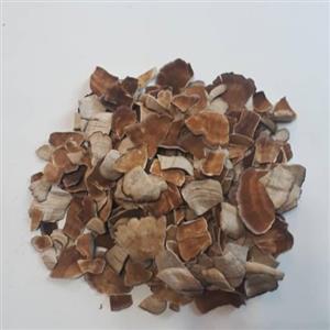 قارچ ترکی تیل(دم بوقلمون)500 گرمی