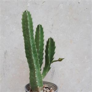 کاکتوس هرمی