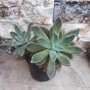 گیاه اپارتمانی ساکولنت آئونیوم(succulent plant)