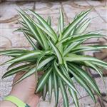 گیاه گندمی ابلق روشن سایز بزرگ(spider plant)