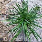 گیاه گندمی ابلق تیره(spider plant)