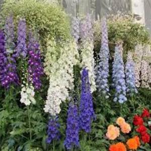 بذر گل دلفینیوم میکس (چند ساله) 10 عددی