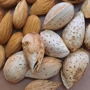 بادام پوست کاغذی تازه و خوشمزه 1000گرمی با 