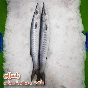 استیک ماهی کوتر دم سیاه یا شیر نیزه ایی تازه و صید روز بندرعباس (1 کیلوگرم)