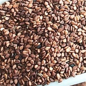 کنجد قهوه ای اعلاء 100 گرمی