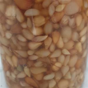 2 شیشه ترشی گل سیر دون شده شمال، گلوگاه