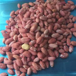 بادام درشت صادراتی آستانه1401