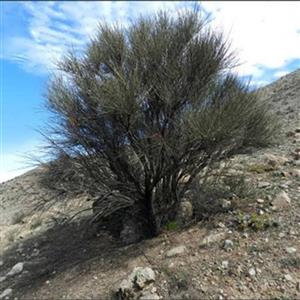 بذر درخت بادامک ( بادام کوهی) 10 عددی