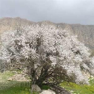 بذر درخت بادامک ( بادام کوهی) 10عددی