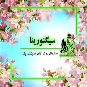 عطر سیگنورینا (سالواتوره فراگامو سیگنورینا) عطر درجه یک مخصوص دختر خانوم های شیک و خاص