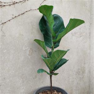 گیاه آپارتمانی فیکوس لیراتا(fiddle_leaf_fig)