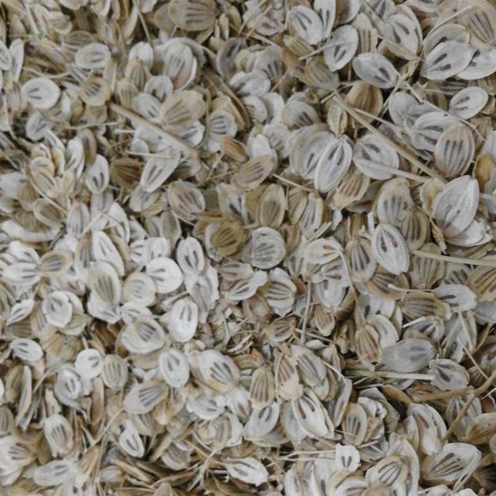 برگ گلپر فله ای