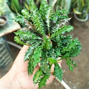 گل کاکتوس افوربیا دکاری چندین بوته کاکتوس بسیار خاص