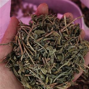 چای سبز قلم یک کیلویی