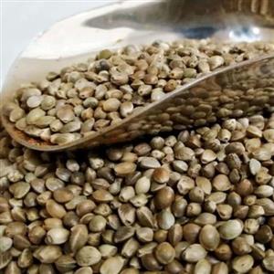 شاهدانه خام تمیز و پاک شده 250گرمی غرفه آجیل خشکبار مهران