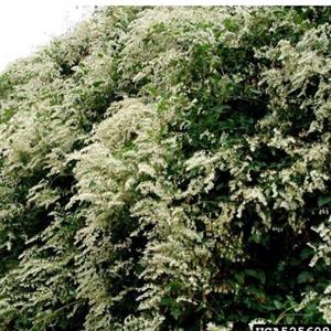 گل  پیچ برفی ( یاس برفی) پیچ روسی، پیچ بخارا