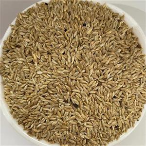 بذر کتان زرد (پرنده)