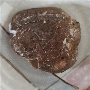 صمغ درخت بنه (بِریزه)