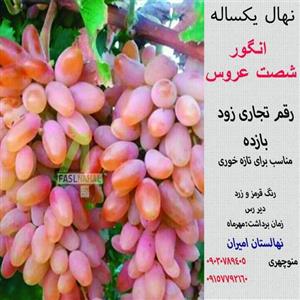 نهال گلدانی انگور شصت عروس تضمینی