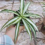 گیاه گندمی ابلق روشن سایز کوچک(spider plant)