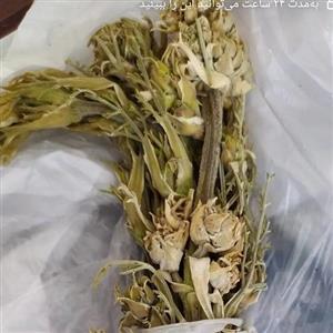 چنویر گیاه فصلی دالاهو