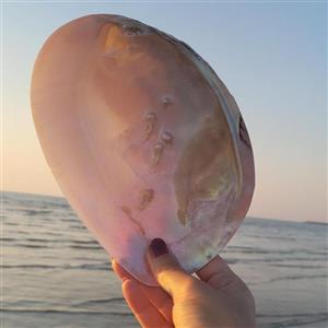 صدف مروارید ساز(مادر) سایز 15-17 سانتی متر