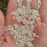 برنج طارم هاشمی (100کیلوئی) کشت اول غربال شده  صداقت