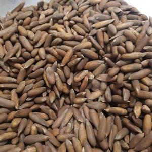 چلغوز عمده (3کیلو)