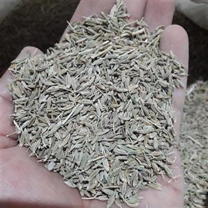 زیره سبز(کرابیه) 250گرمی