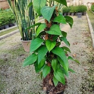 پتوس سبز(کاملا سرحال ریشه پر)