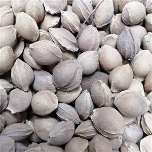 دانه زردالو تلخ 75 گرم