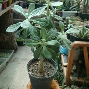 ساکولنت کالانگوعه